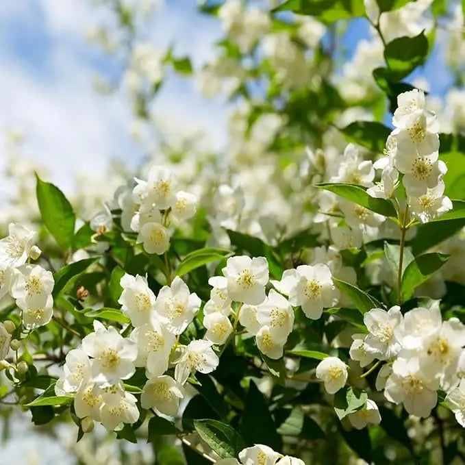 BowLift | 100 jasmine seeds for fragrant, evergreen climbing plants