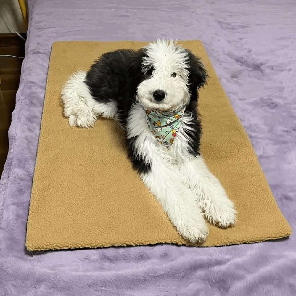 Thermal Cozy Dog Floor Mat