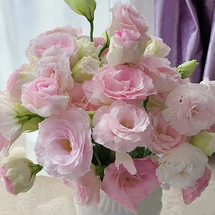 BowLift | 200 Seeds Eustoma - Thornless Rose Seeds – Fast Germination & Long Blooming Period