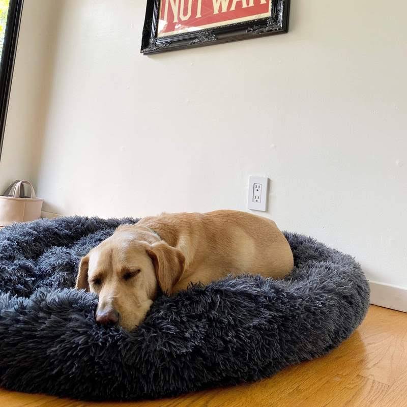 BowLift | Calming Dog Bed