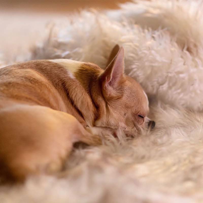 BowLift | FURGUARD - Waterproof Pet Blanket