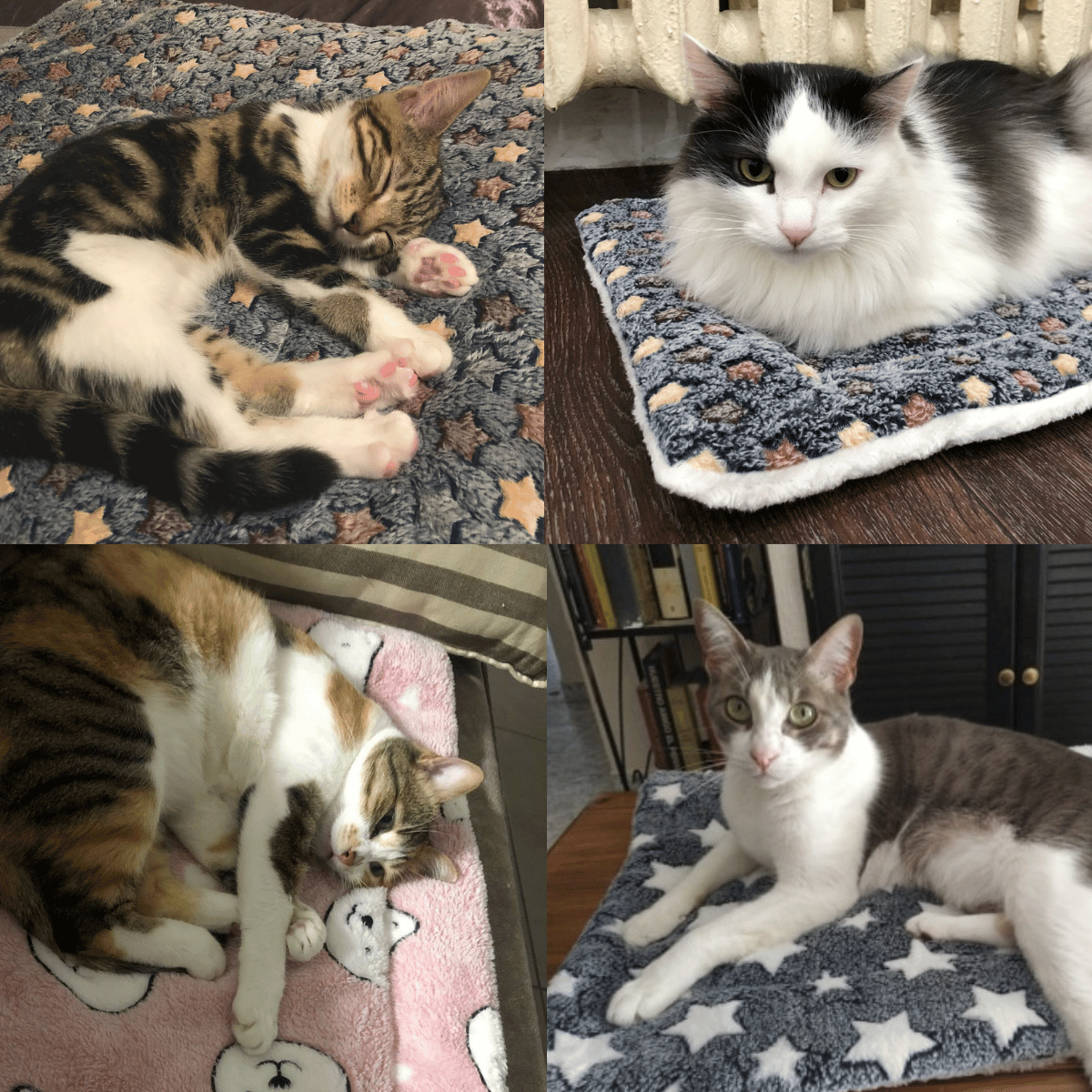 BowLift | Comfortable and Calming Cat Blanket A Variety Of Designs And Colors Are Available