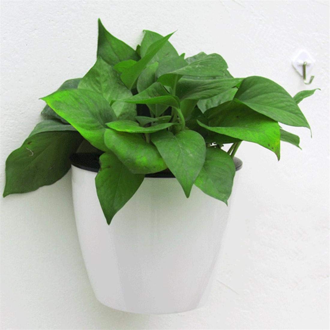 BowLift | Self-watering hanging plant pot – Modern flower pot for wall mounting