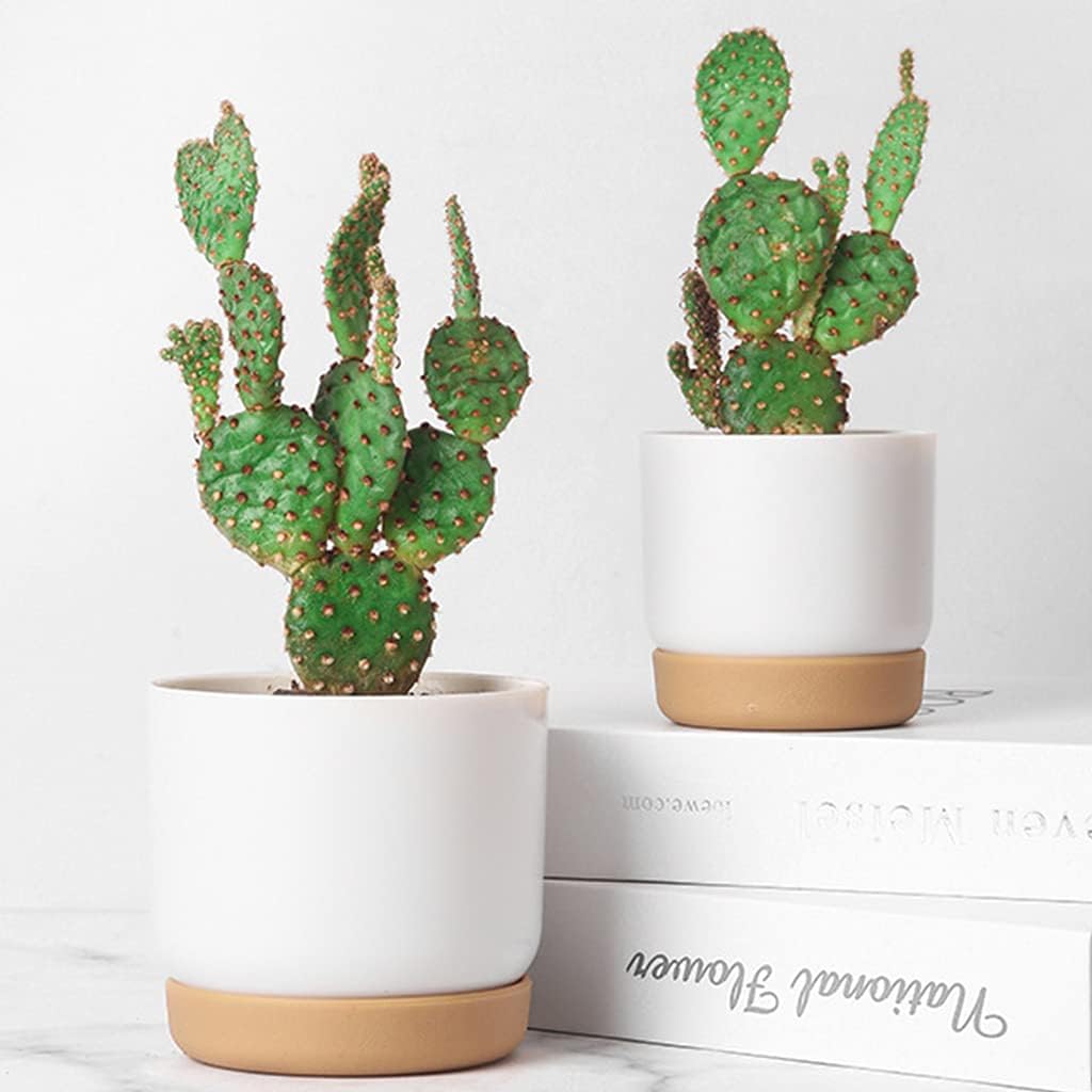 BowLift | Self-watering flower pot for orchids and plants – Plastic plant container