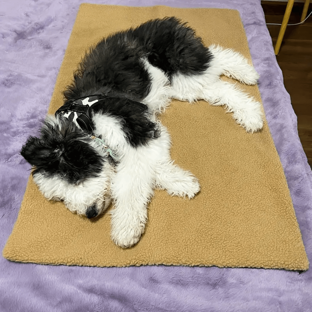 Thermal Cozy Dog Floor Mat