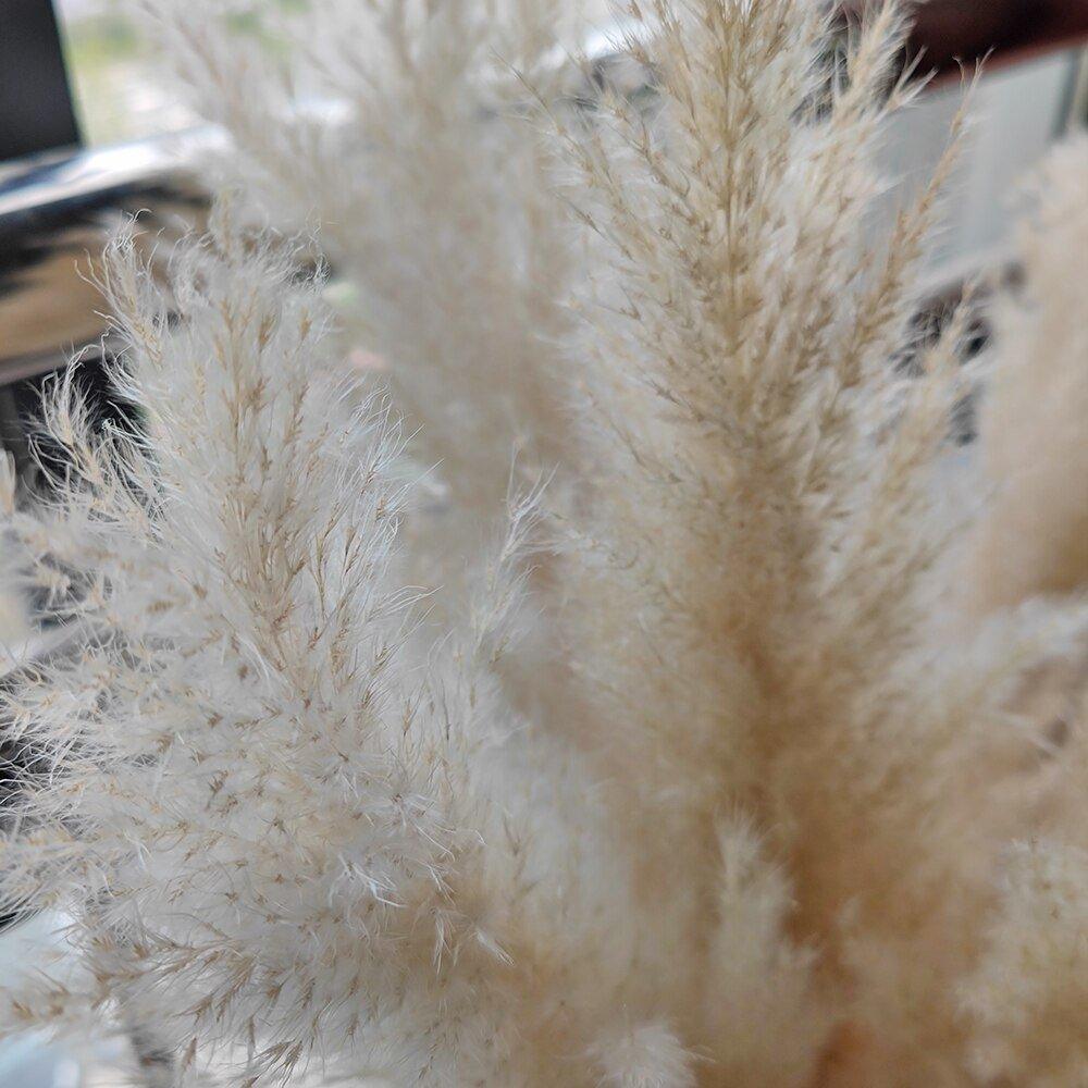 BowLift | 80 cm natural, real dried pampas grass bouquet (white / beige / gray) │ fluffy feather for modern boho home decor
