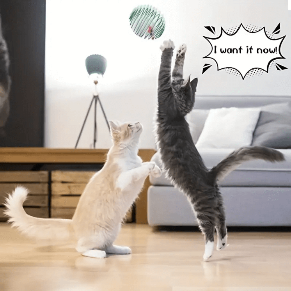 Interactive Cat Spring Toy Set
