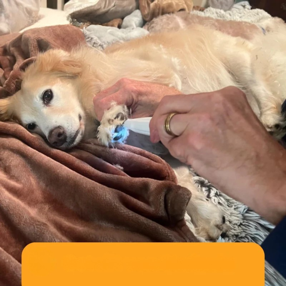 BowLift | Dog Paw Trimmer Quiet Electric Grooming Clipper LED Precision Tool