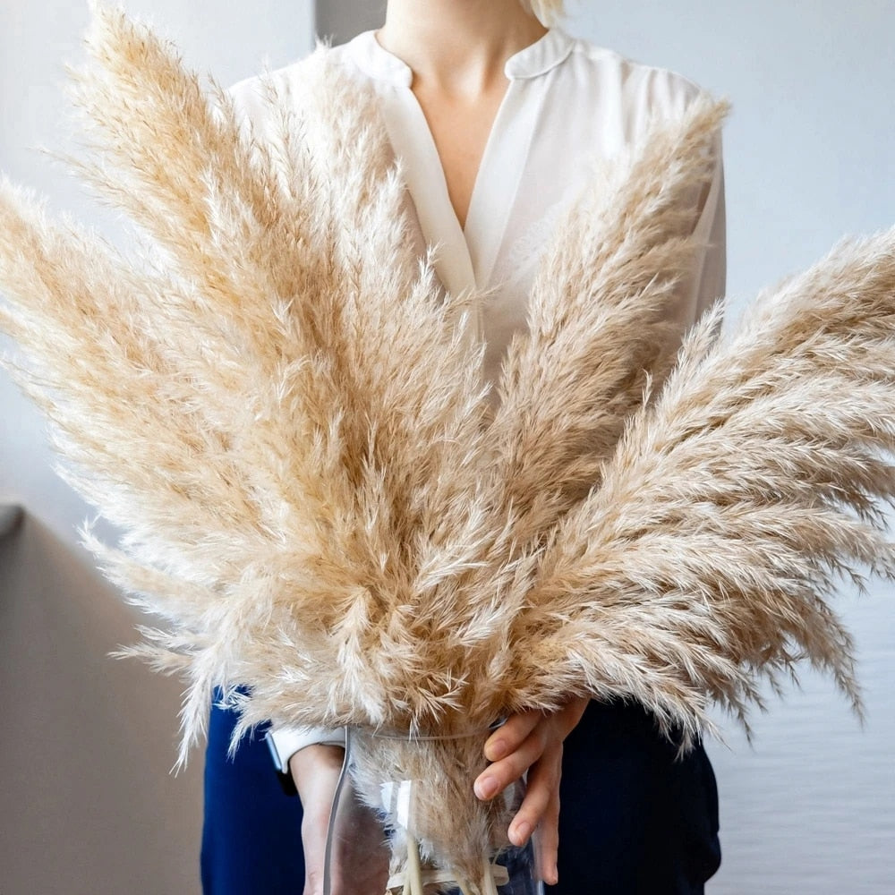 BowLift | FeatherFawn - Dried Pampas Flowers