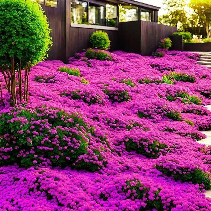 BowLift | Creeping thyme seeds for fragrant, foot traffic resistant ground covers