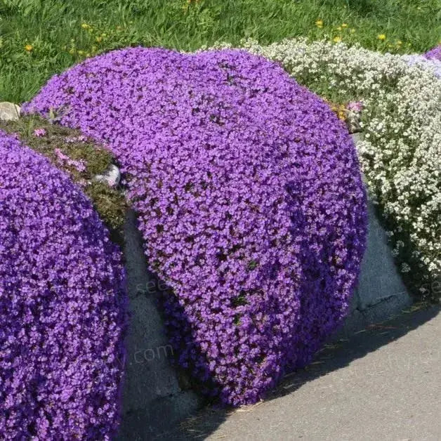 BowLift | Creeping thyme seeds for fragrant, foot traffic resistant ground covers