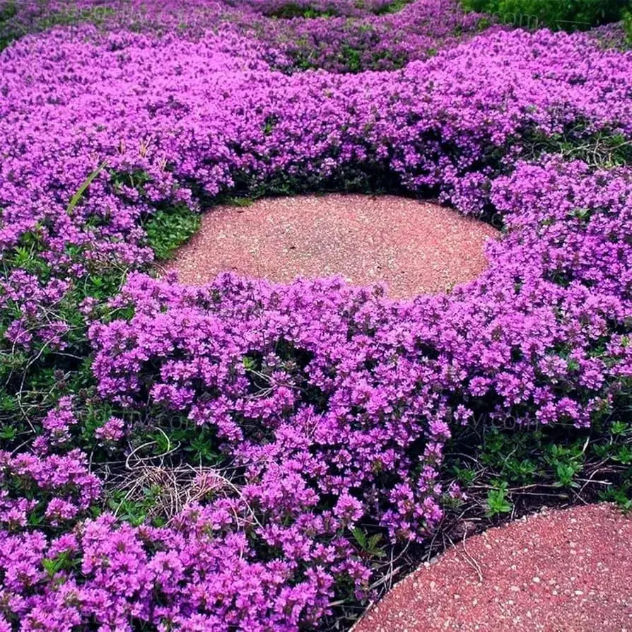 BowLift | Creeping thyme seeds for fragrant, foot traffic resistant ground covers