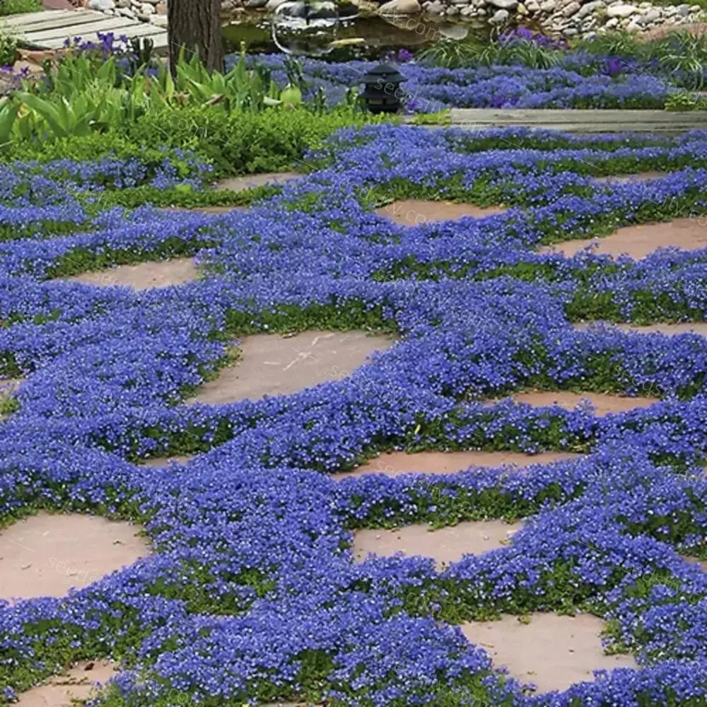 BowLift | Creeping thyme seeds for fragrant, foot traffic resistant ground covers