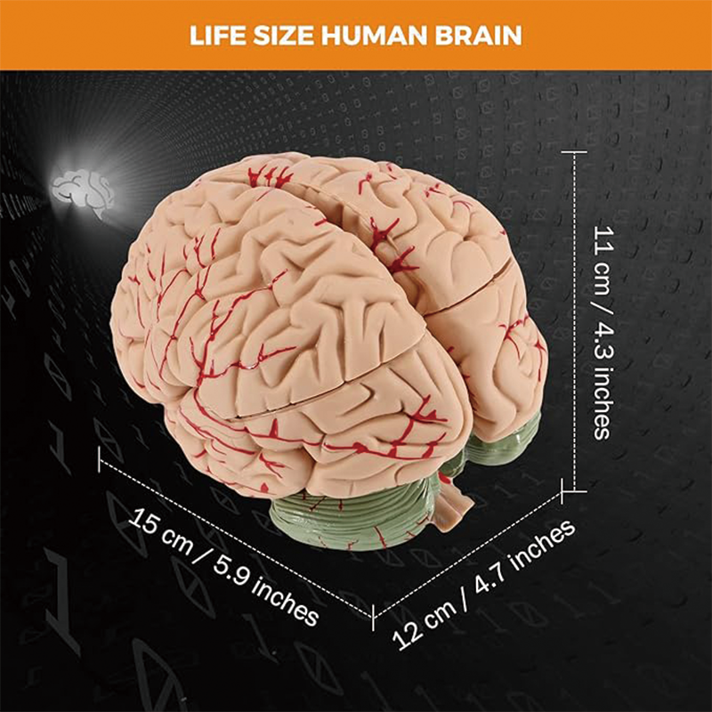 BowLift | Human Brain Model Anatomy,Medical Teaching Model, Detachable Brain Model for Science Research Teaching Learning Classroom Study Display