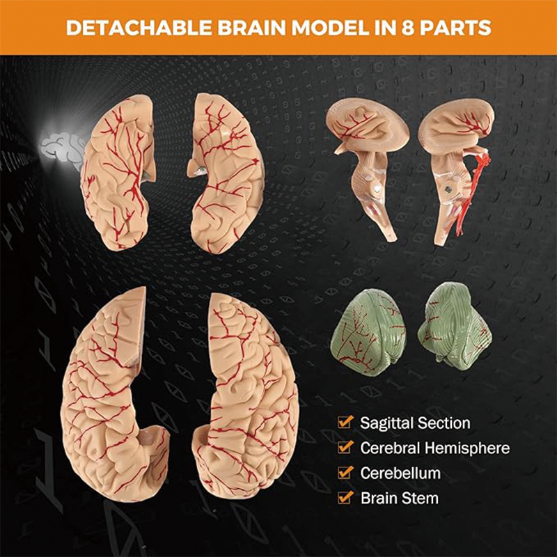 BowLift | Human Brain Model Anatomy,Medical Teaching Model, Detachable Brain Model for Science Research Teaching Learning Classroom Study Display