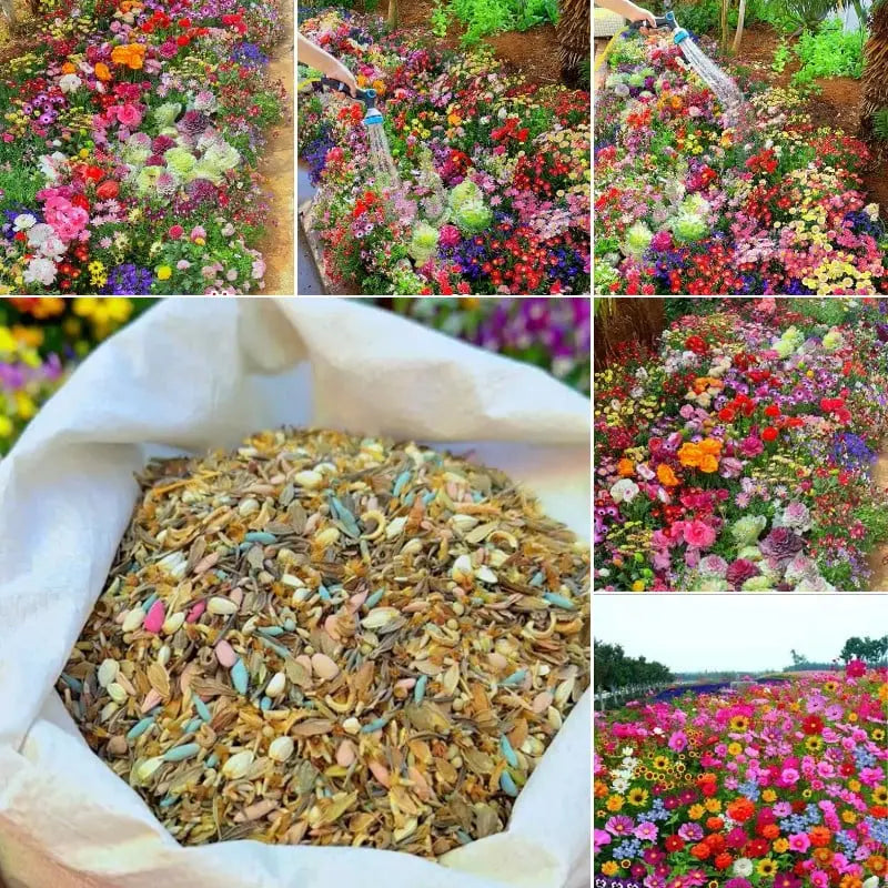 BowLift | Perennial Flower Mix for Year-Round Blossom Beauty