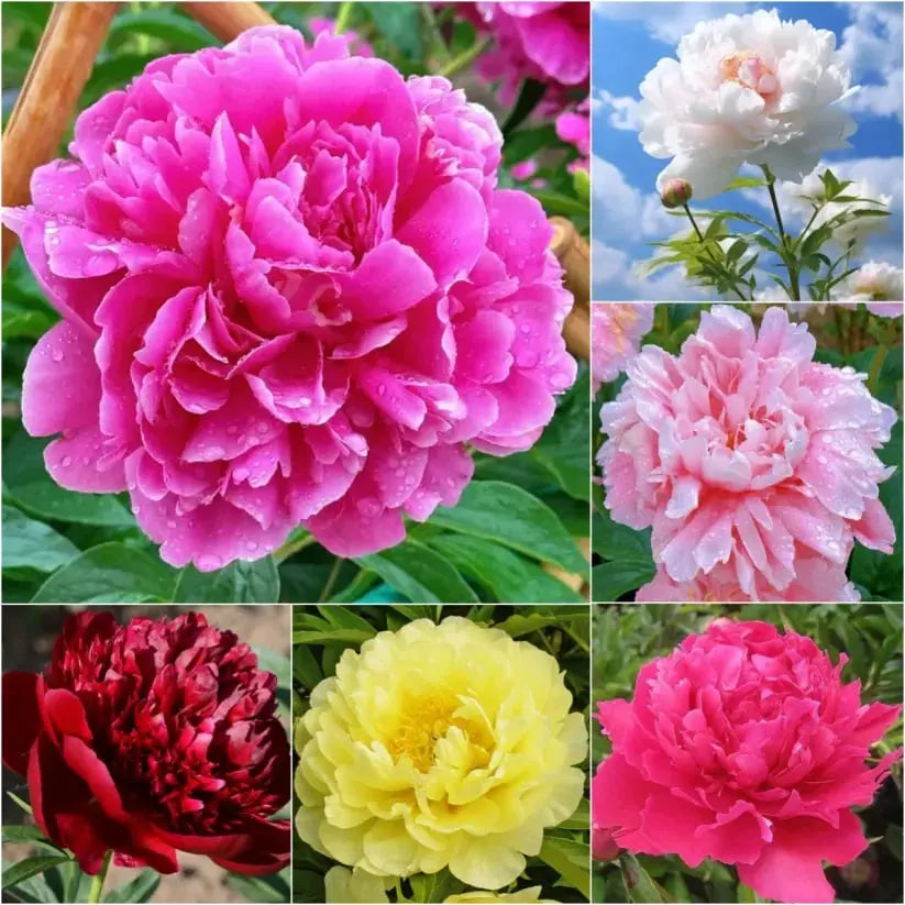 BowLift | Peony Seeds “Double Petaled Piani” – Queen of Flowers for Your Garden
