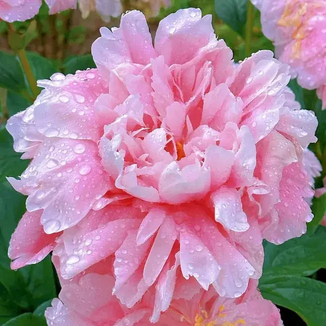 BowLift | Peony Seeds “Double Petaled Piani” – Queen of Flowers for Your Garden