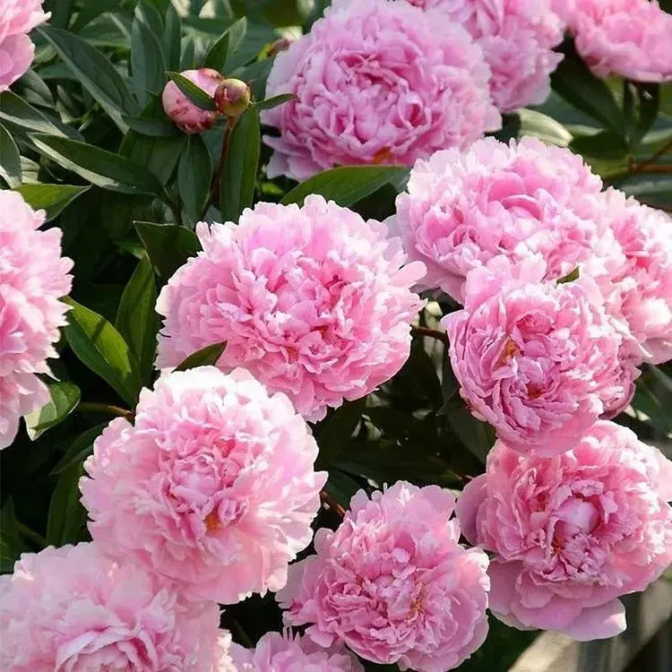 BowLift | Peony Seeds “Double Petaled Piani” – Queen of Flowers for Your Garden