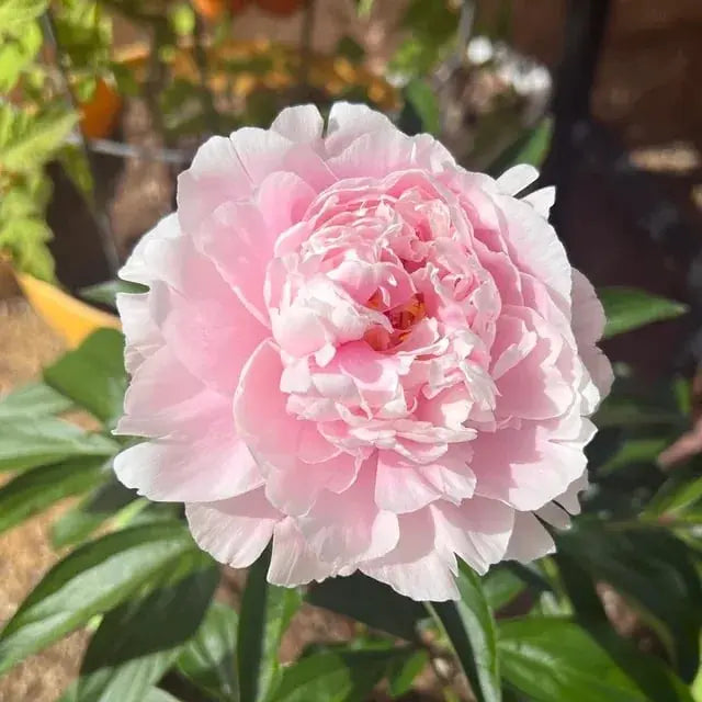 BowLift | Peony Seeds “Double Petaled Piani” – Queen of Flowers for Your Garden