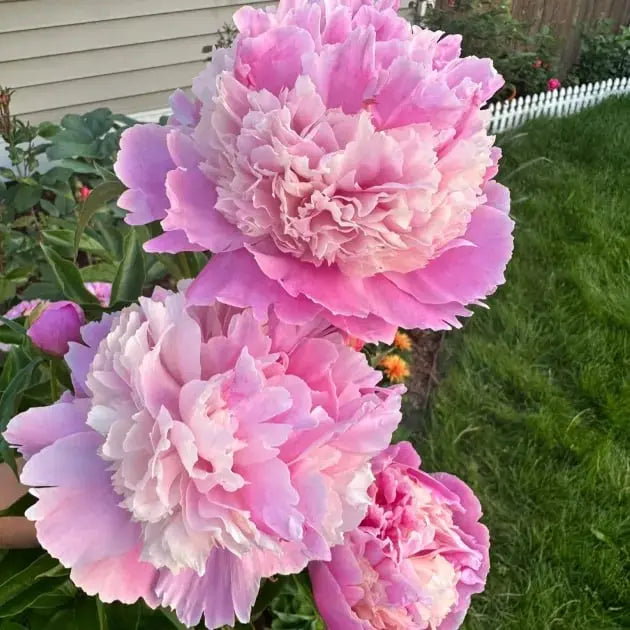 BowLift | Peony Seeds “Double Petaled Piani” – Queen of Flowers for Your Garden