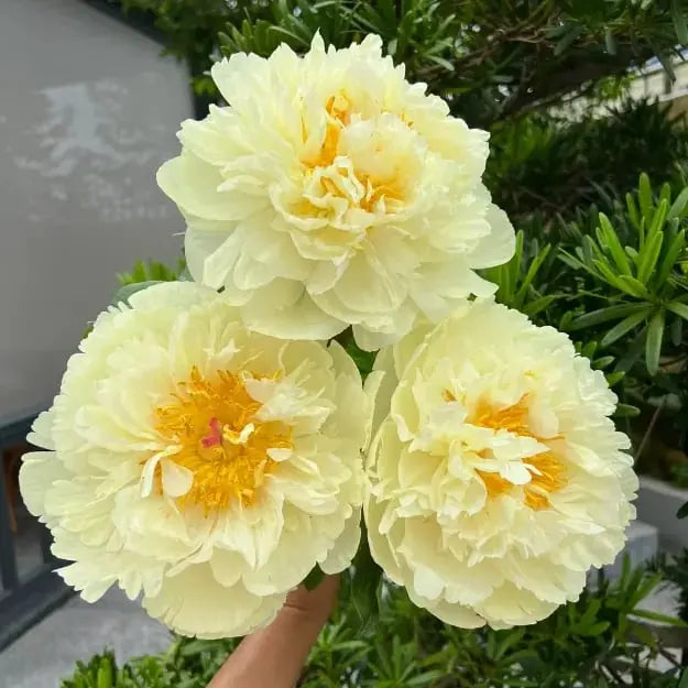 BowLift | Peony Seeds “Double Petaled Piani” – Queen of Flowers for Your Garden