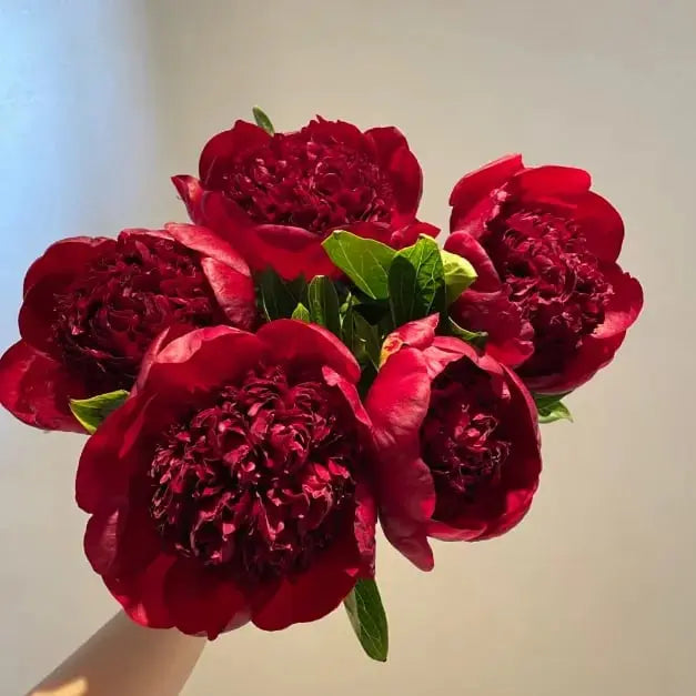 BowLift | Peony Seeds “Double Petaled Piani” – Queen of Flowers for Your Garden