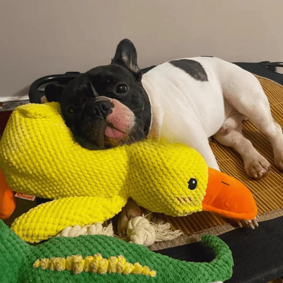 BowLift | SnuggleBeak Plush Toy for Dogs | Soft Squeaky Duck | Durable Cuddly Toy | Comfort Toy | Dog Accessories