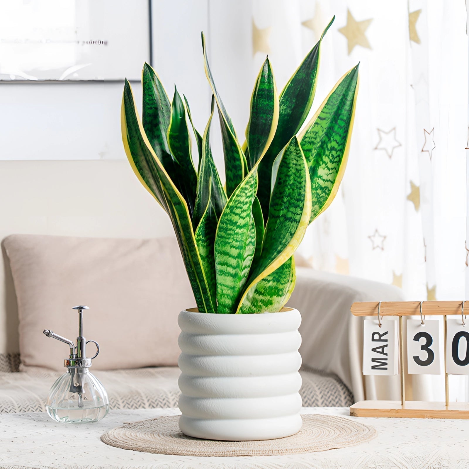 BowLift | PureLeaf – Stylish air-purifying houseplant for a fresh and elegant atmosphere