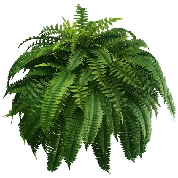 BowLift | EverGreen Boston Fern – Artificial Plant with UV Protection and Weather Resistant Design