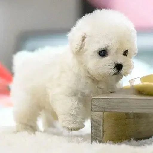 BowLift | Ultra-realistic robot puppy with lifelike movements