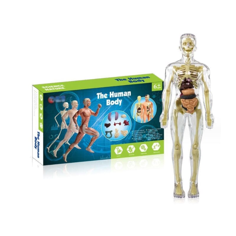 BowLift | 3D human body torso model for children anatomy model skeleton