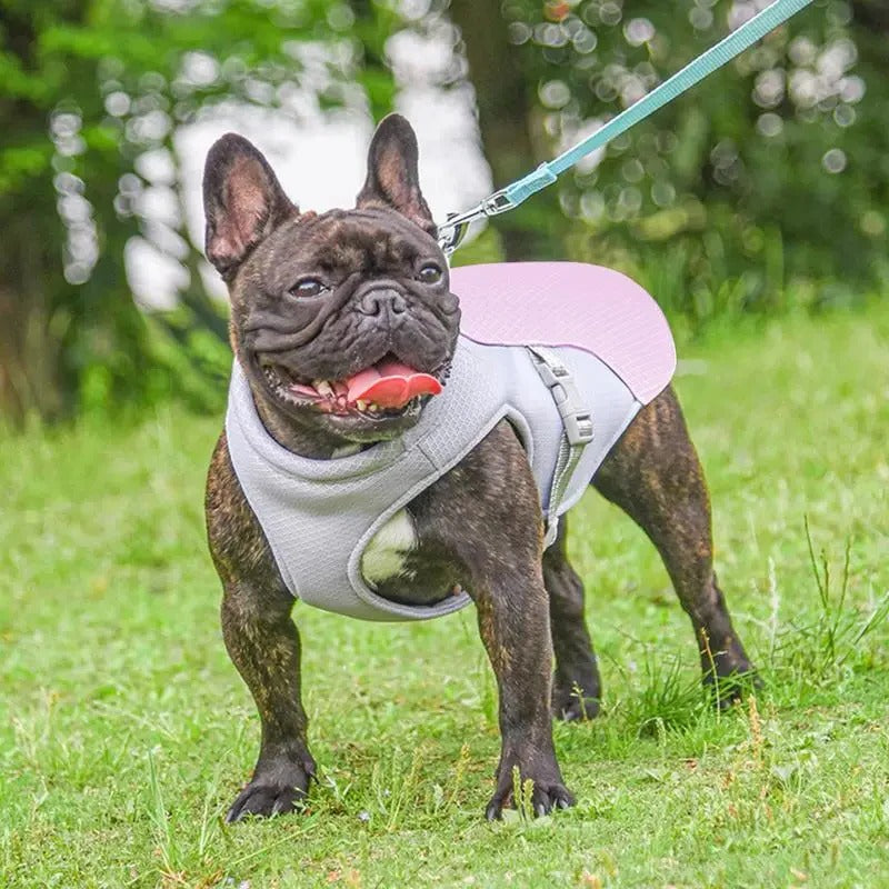 BowLift | Dog Cooling Vest for Outdoor Activities