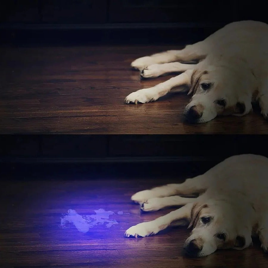 BowLift | Compact UV Blacklight Flashlight for Inspection and Cleaning Checks