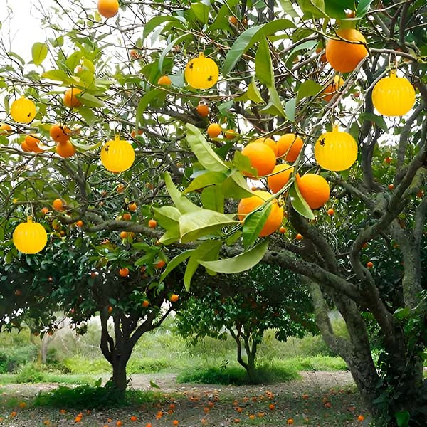 BowLift | Hanging Fly Trap with Adhesive Layer (6 Pcs)