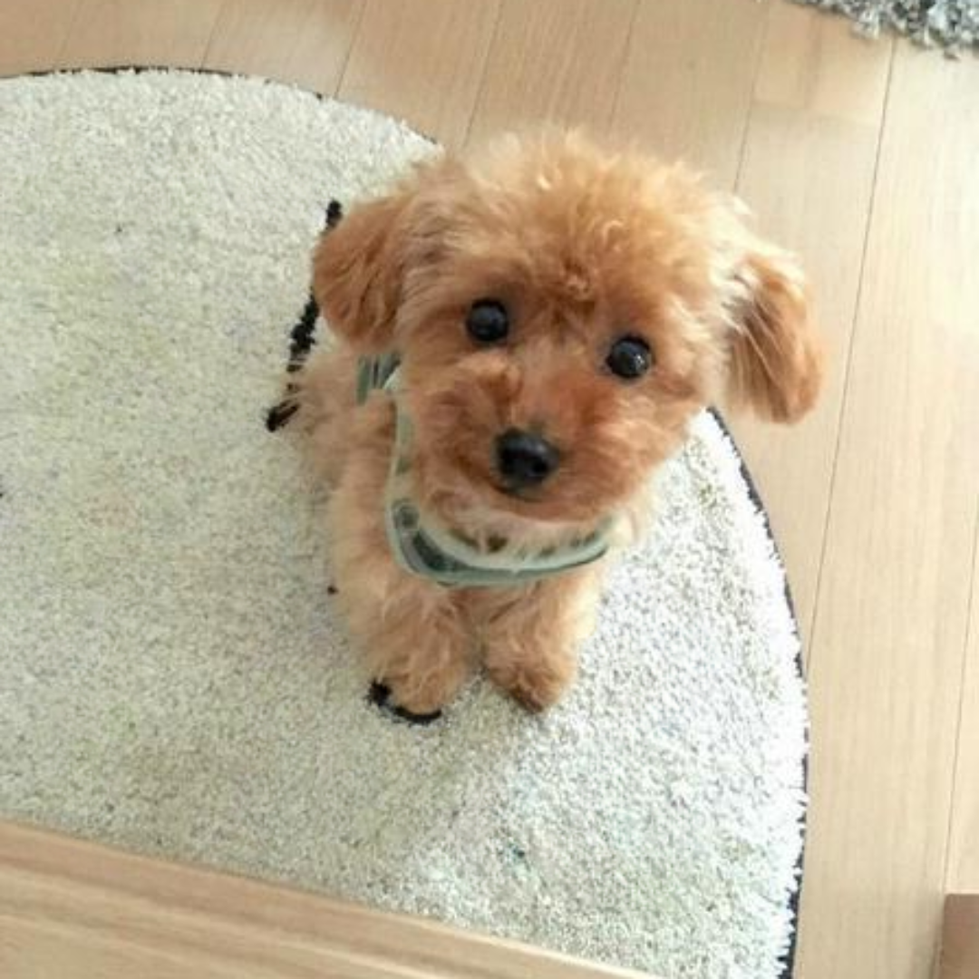 BowLift | Cuddle Cushion Lifelike Plush Puppy Toy