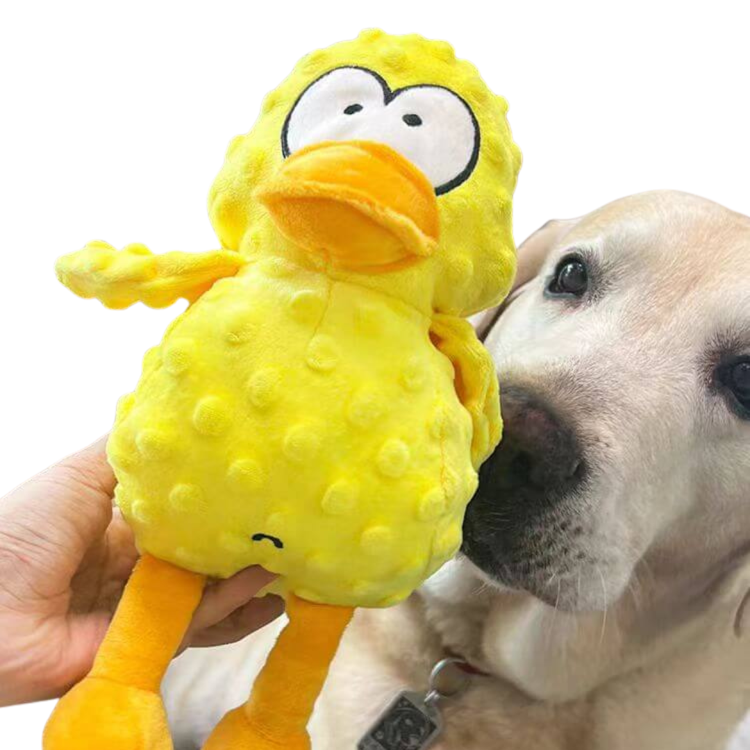 BowLift | Dog Plush Toy Squeaker Chew Pets Play