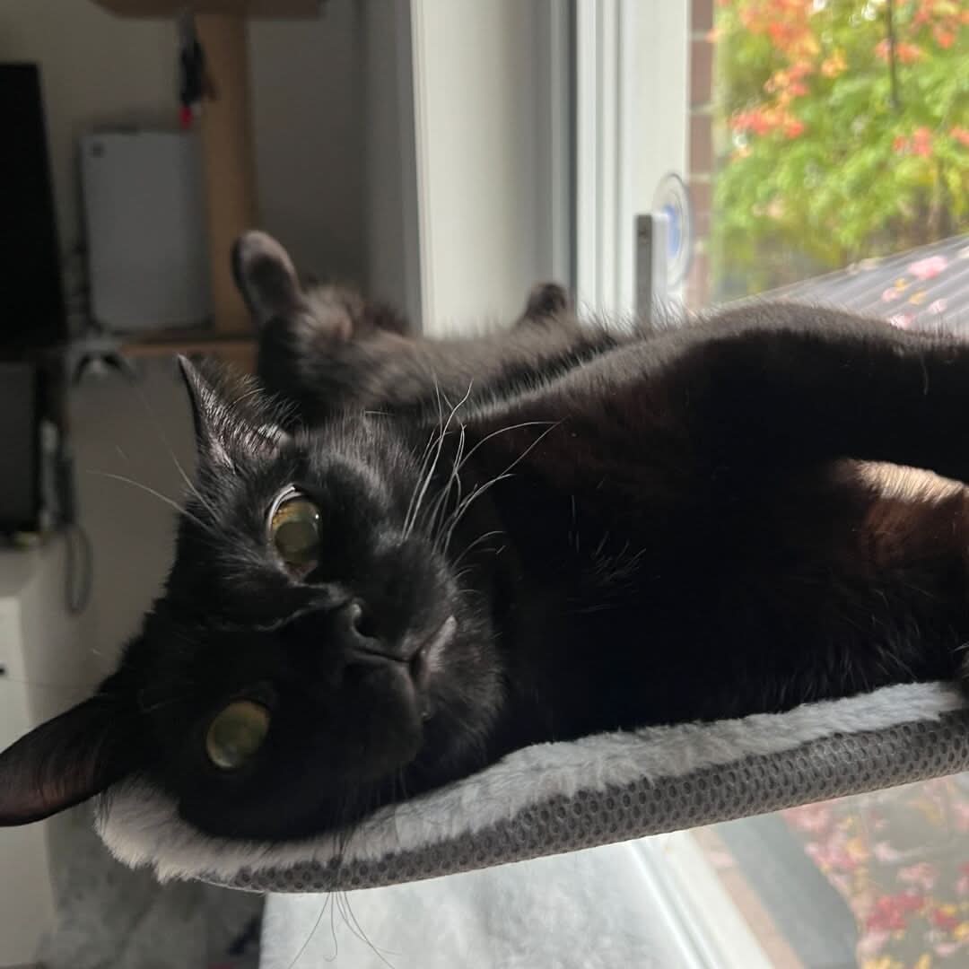 BowLift | Foldable cat hammock for windows & walls