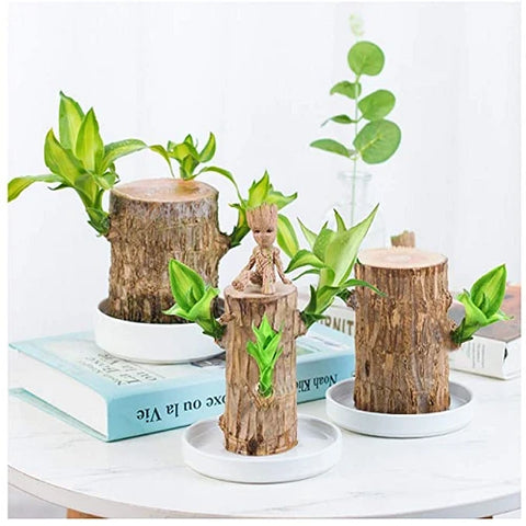 BowLift | Brazilian Lucky Wood Plant – Indoor Air-Purifying & Good Fortune Décor