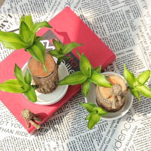 BowLift | Brazilian Lucky Wood Plant – Indoor Air-Purifying & Good Fortune Décor