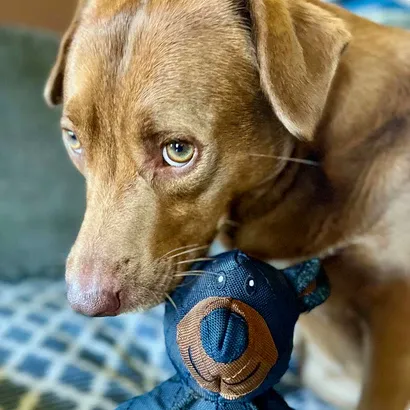 BowLift | Indestructible Dog Toy Bear – Strong Chew Toy for Heavy Chewers