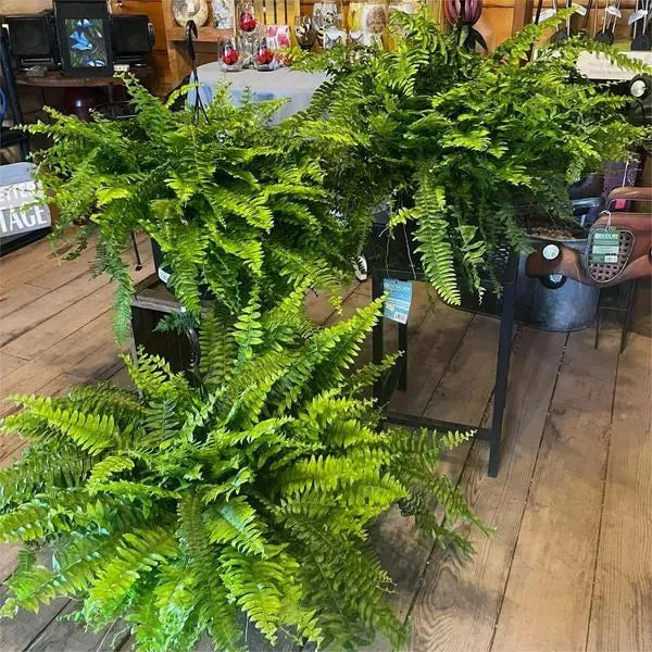 BowLift | Life-like UV-resistant artificial Boston fern