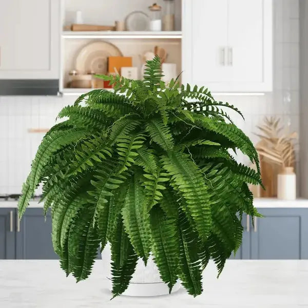 BowLift | Life-like UV-resistant artificial Boston fern