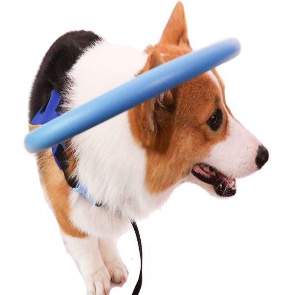 BowLift | Bumper Collar Guide For Blind Dogs Harness
