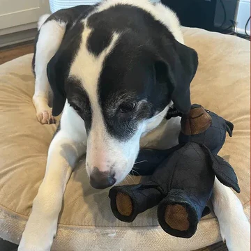 BowLift | Indestructible & Interactive Bear Dog Toys For Heavy Chewers