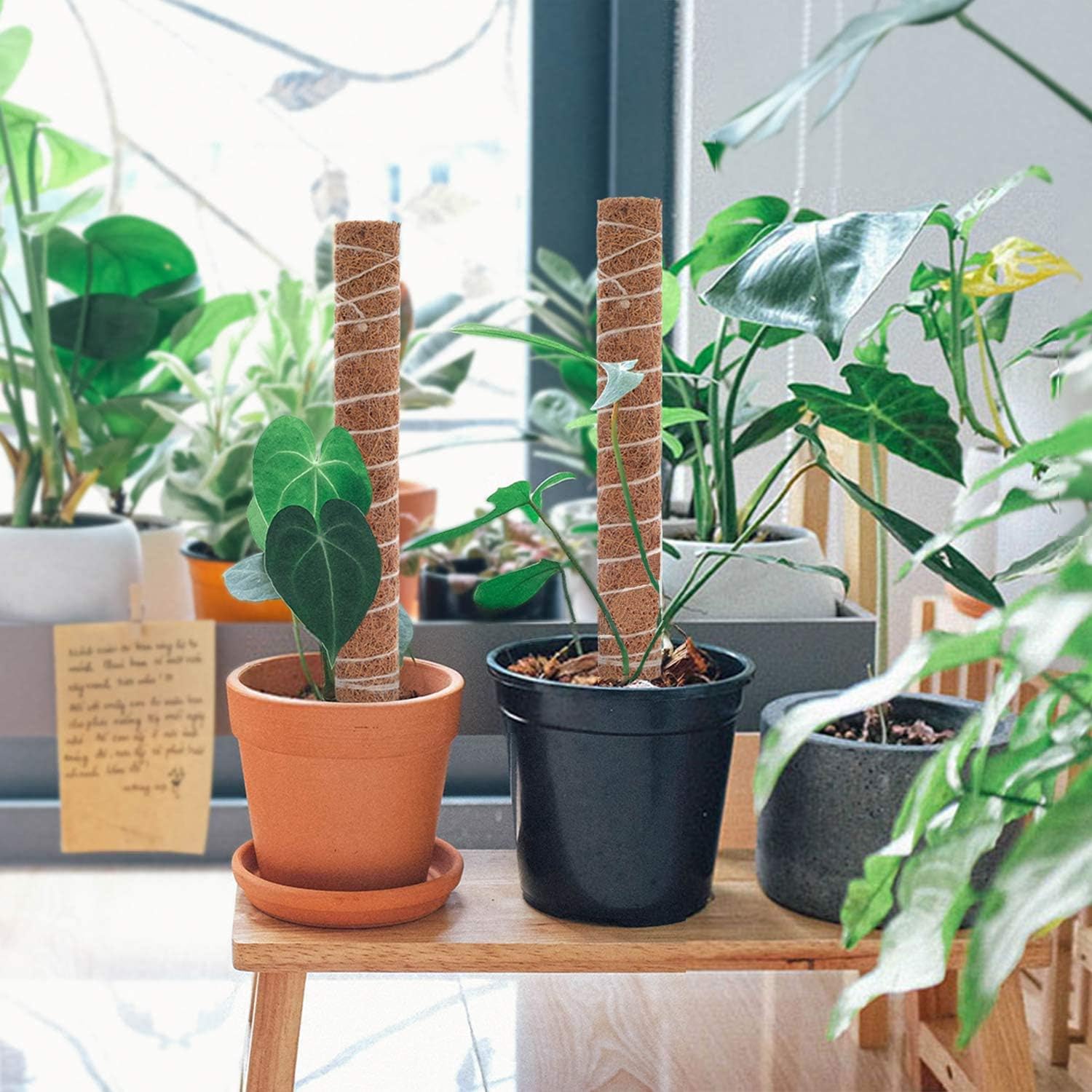BowLift | Coconut moss stick for climbing plants – Natural climbing aid for houseplants and garden