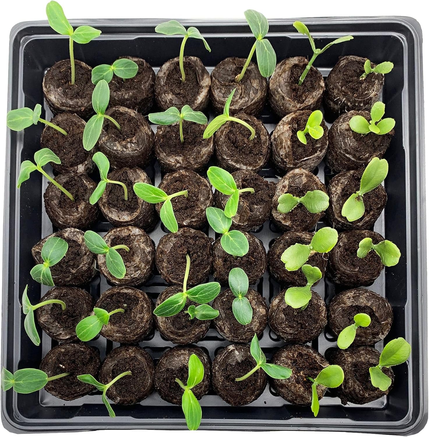 BowLift | Coconut Fiber Peat Seedling Pellets – Starter for Seed Planting