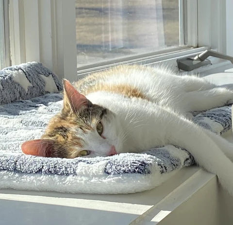 BowLift | Dog Blanket Plush Washable Pet Cushion