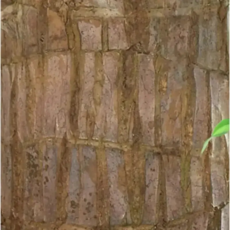 BowLift | Brazilian Lucky Wood – Air Purifying & Fortune Bringing Plant