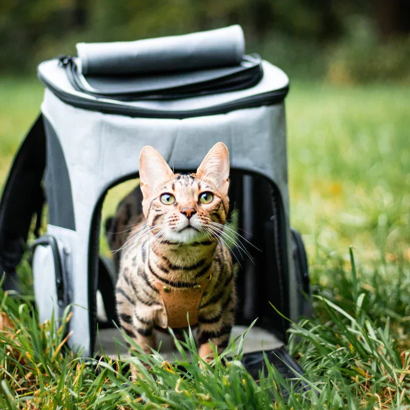 BowLift | Comfortable Cat Backpack with Viewing Window